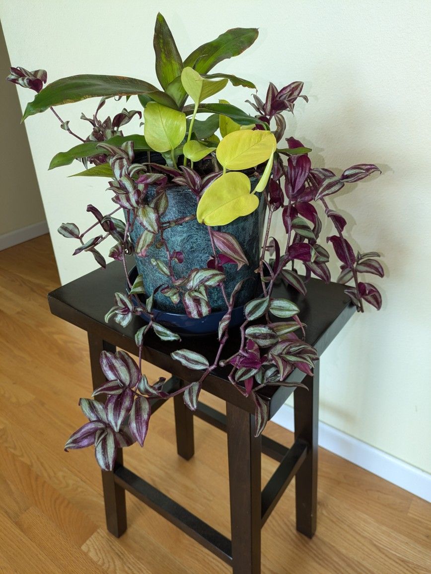Pot with Mixed Plants