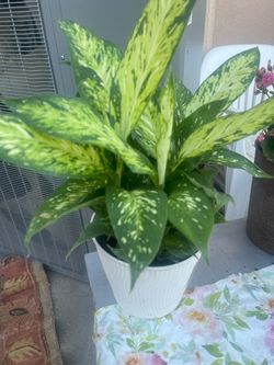 Plant for rooms