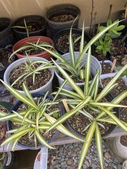Spider Plants