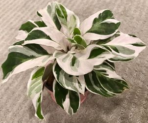 Calathea White Fusion Plant In 4” Nursery Pot