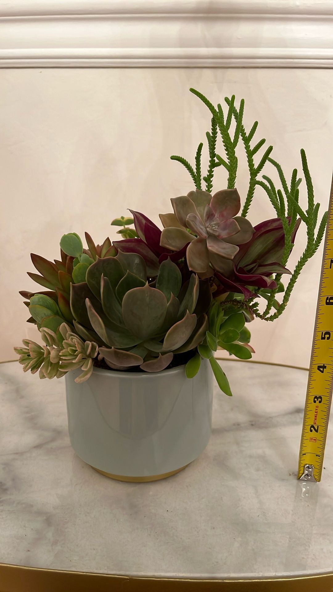 Succulent Arrangement