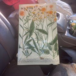 N.574 Yellow Hawkweed John Derian Tray