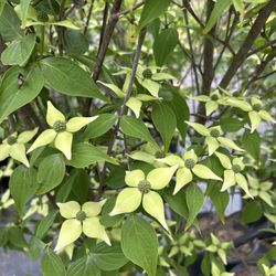 Milky Way Dogwood