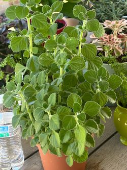 Herbs Vick Plant