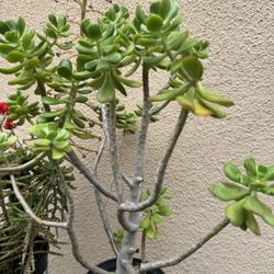 Succulents Plant