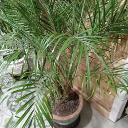 Beautiful House Plants (7 plants for $100 OBO).