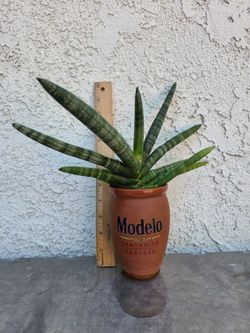 Star Fish Snake Plant