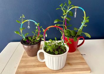 Kalanchoe Succulents with Rainbow Trellises