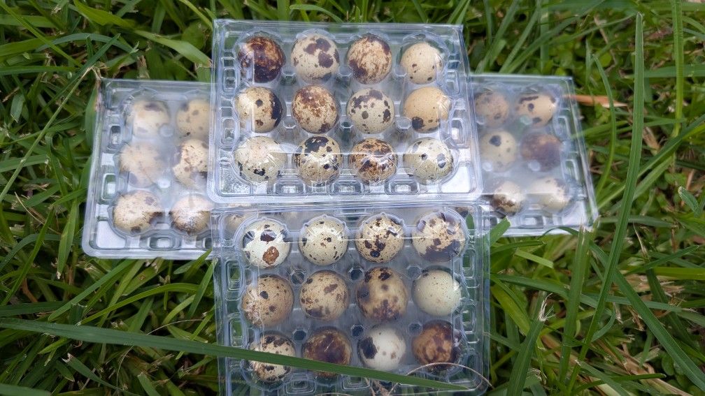 Pasture Raised Quail Eggs 