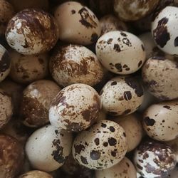 Organic Fresh Eggs - Huevos Organicos 42 Or More Eggs Per Container