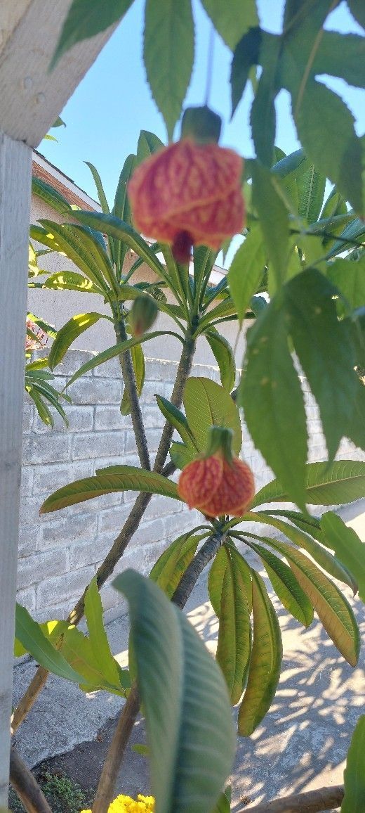 Chinese Lantern/Tiger Eye