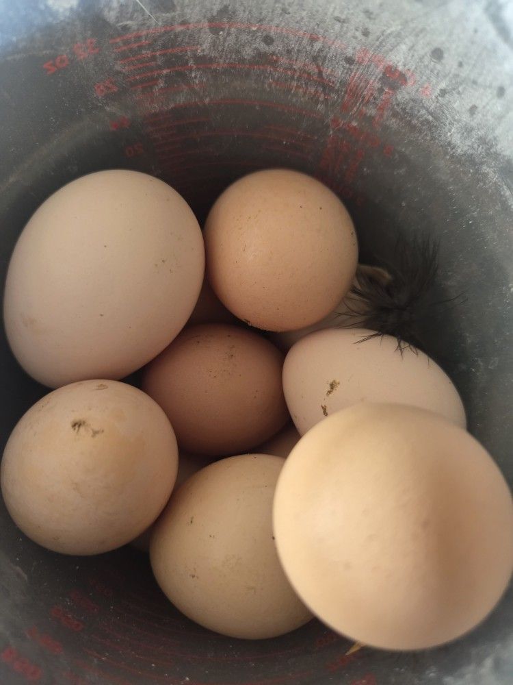 Farm Fresh Eggs