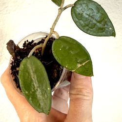 Hoya Black Margin (rehab)