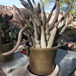 Very Large Boxing Glove Cactus