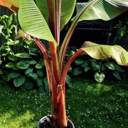 Red Banana Plant