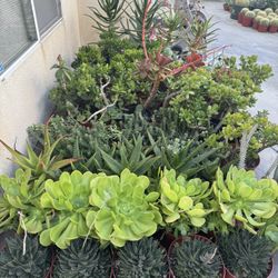 Large Succulent Plants 