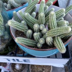 Peanut Cactus 