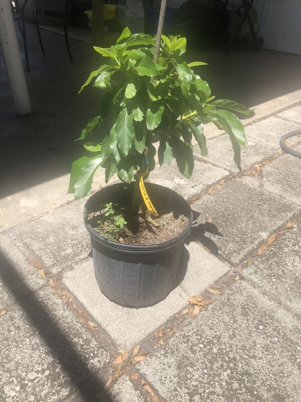 Dwarf Avocado Tree for Sale in Fort Pierce, FL OfferUp