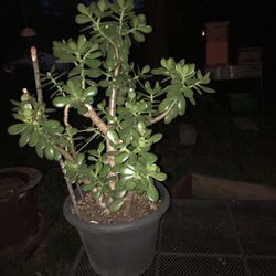 Large Established Jade Plant 