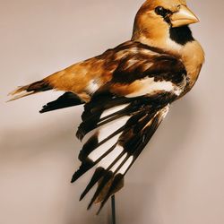 Taxidermy Bird Oddities Decor