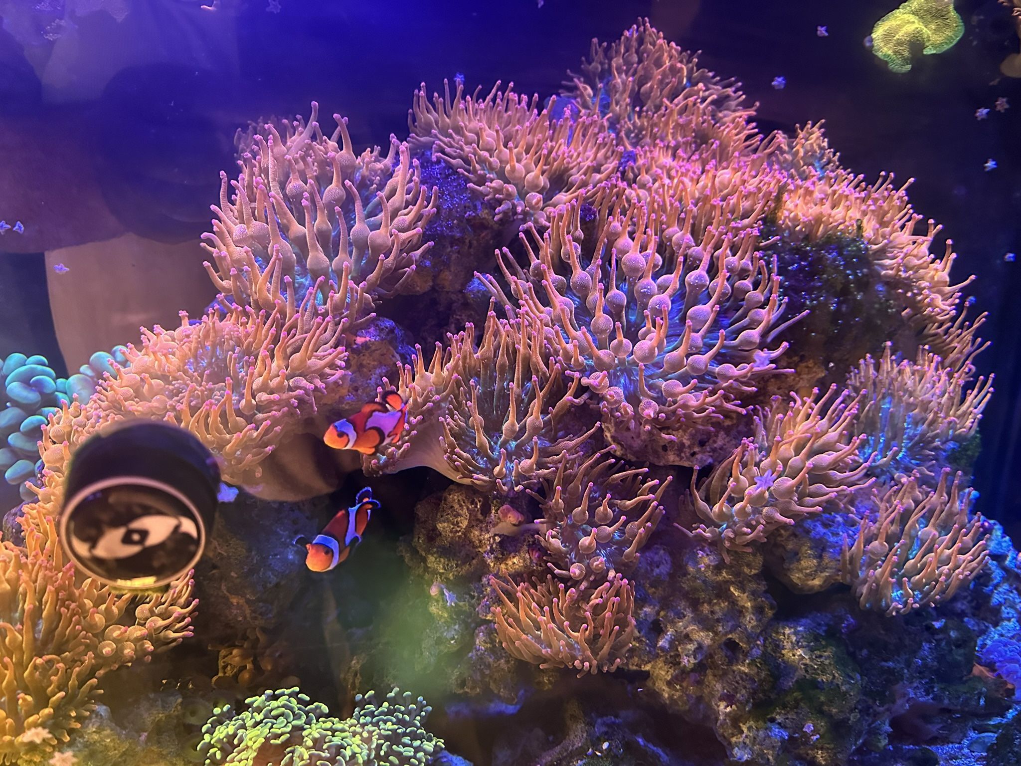 Reef Salt Water Bubble Tip Decoration