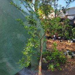 Toronja( Pomelo) Grafted.  Tree.