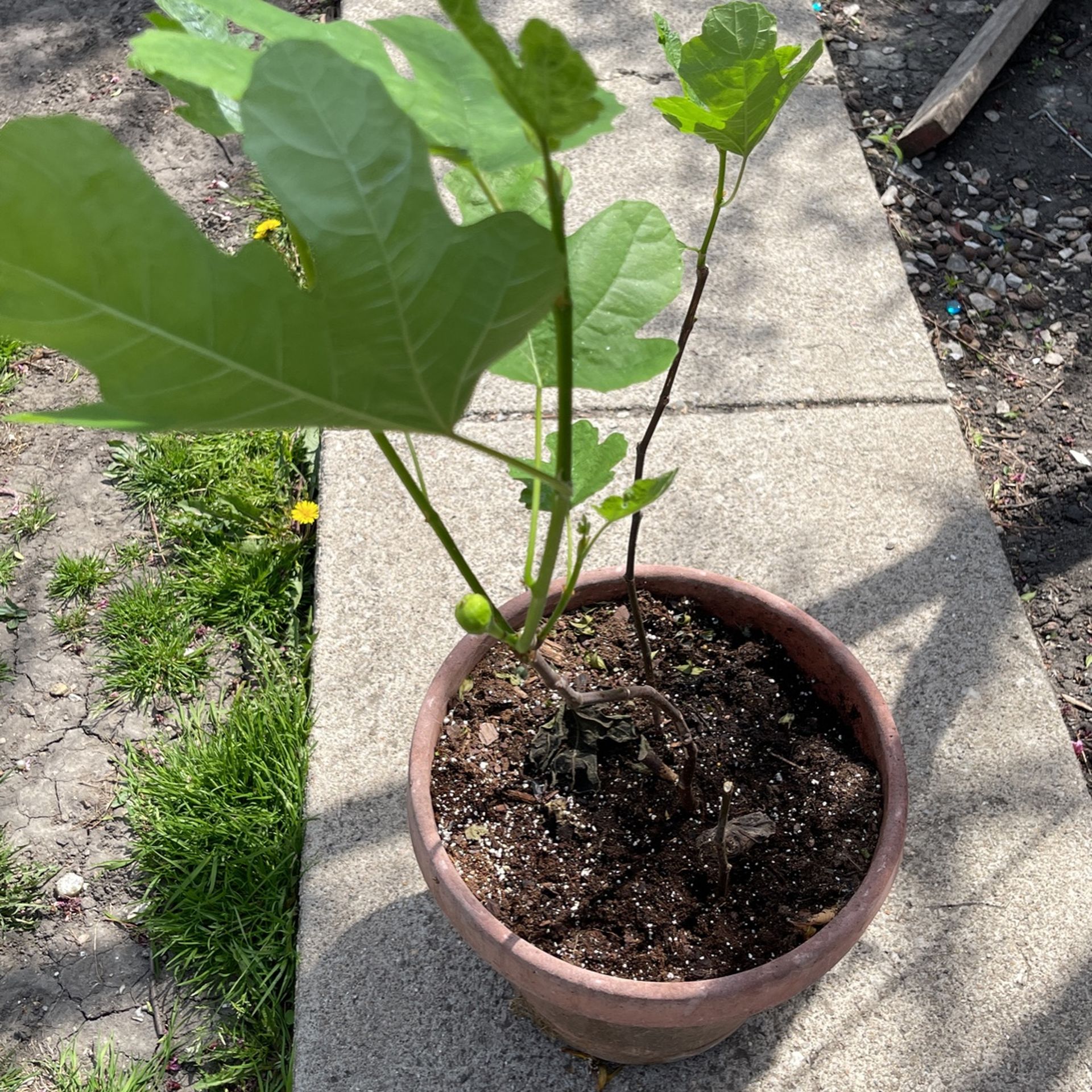 Fig Tree