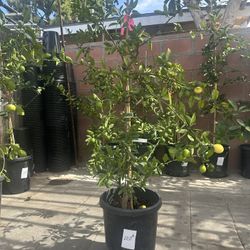 Limequat Plant For Sale