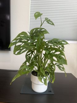 Live Indoor Plant