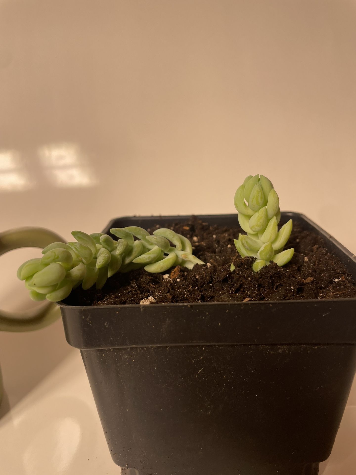 Donkey Tail Succulent