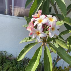 Plomería, planta grande en maceta Grande