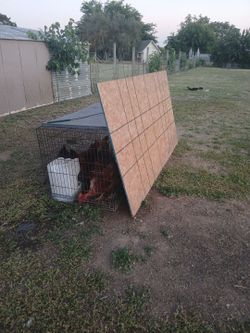"Plywood"
