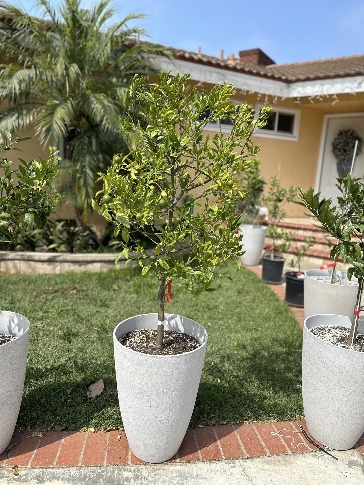 Sumo Shiranui Dekopon Semi Dwarf mandarin Tree, FRUITING!