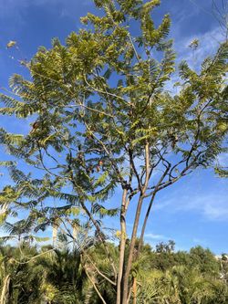 Tree Or Plant Work Big Or Small I'm Your Guy! Quality Knowledgeable Landscaper 