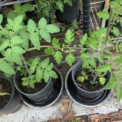 Tomato Plant Cà Chua 8$ Pot