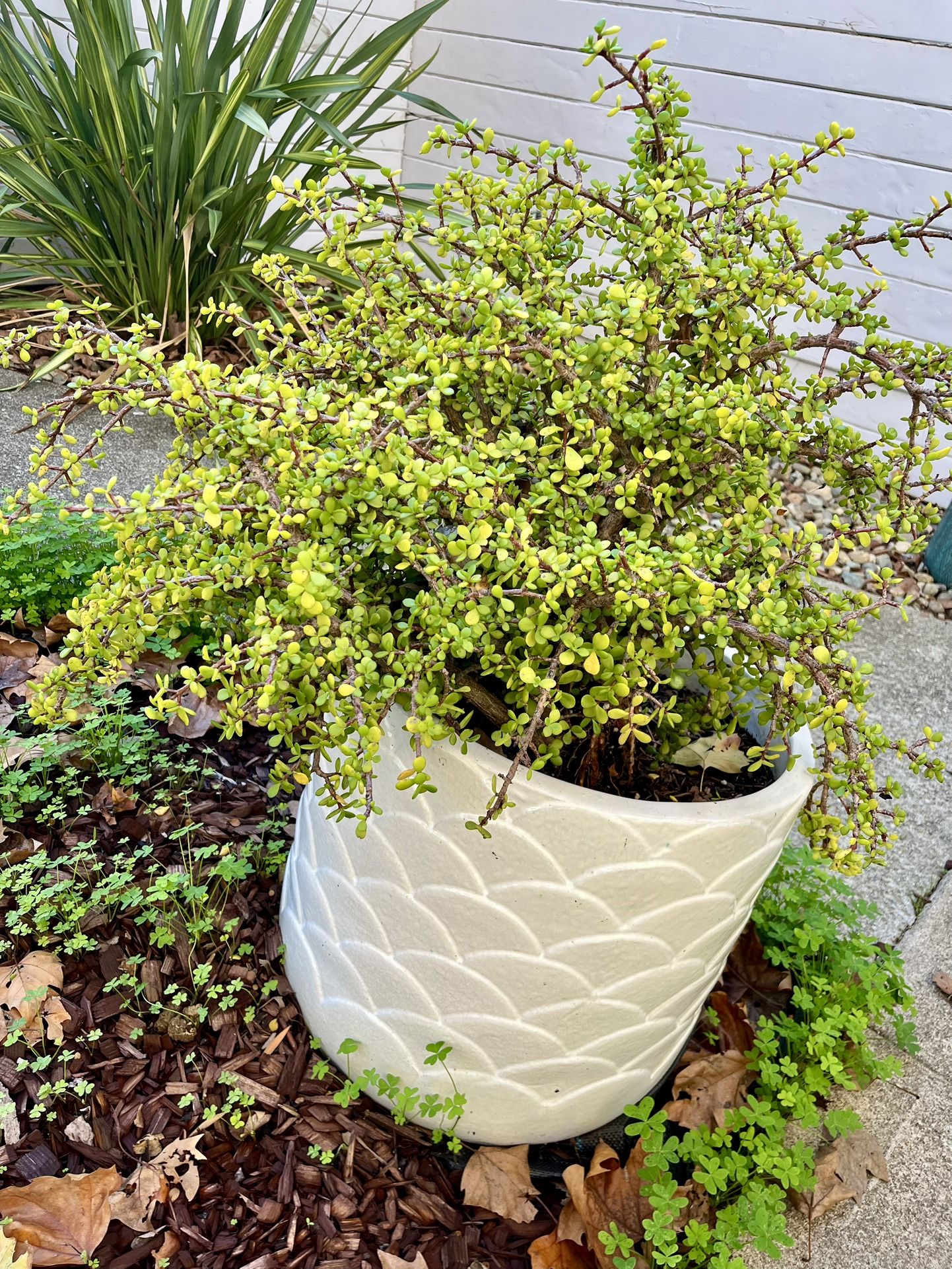 Jade Plant In Ceramic Pot