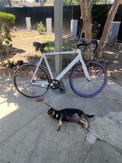 Fixie bike
