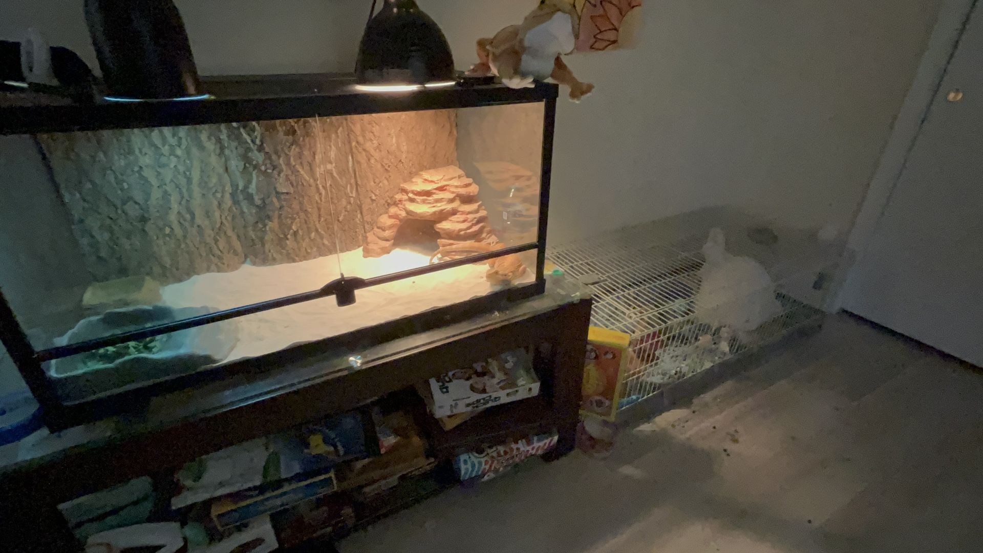 Bearded Dragon Cage