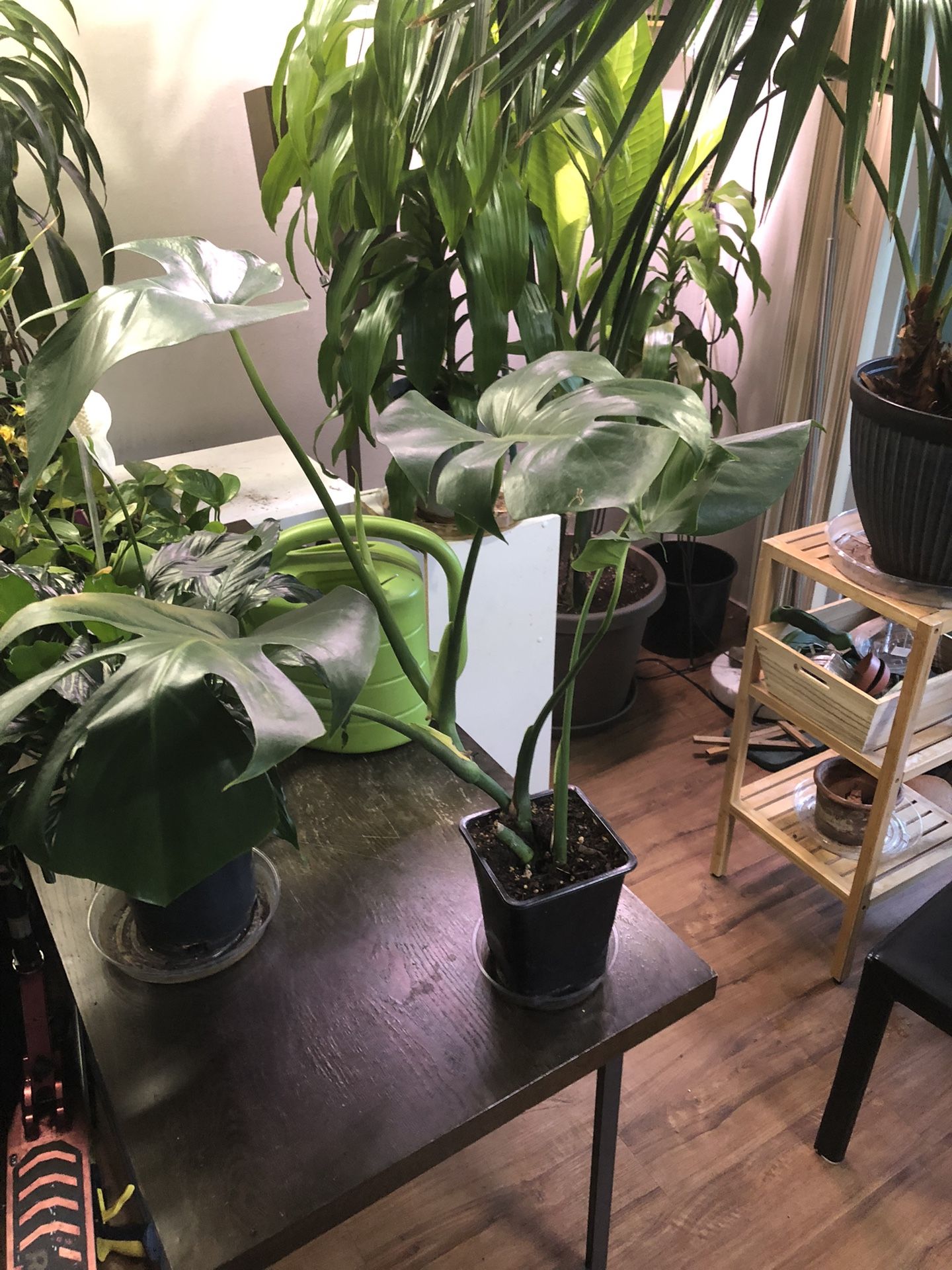 Monstera Plant 🪴