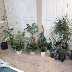 Plant combo..11 plants