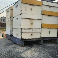 4 Big Strong Bee Hives, Three Boxes, 10 Frames, For Pollination in Modesto 