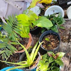 Plants For Sale $3 & Up!