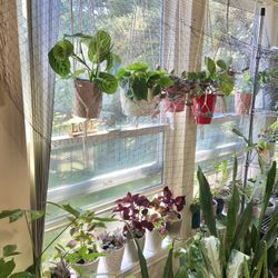Indoor Plants Sale 15% OFF