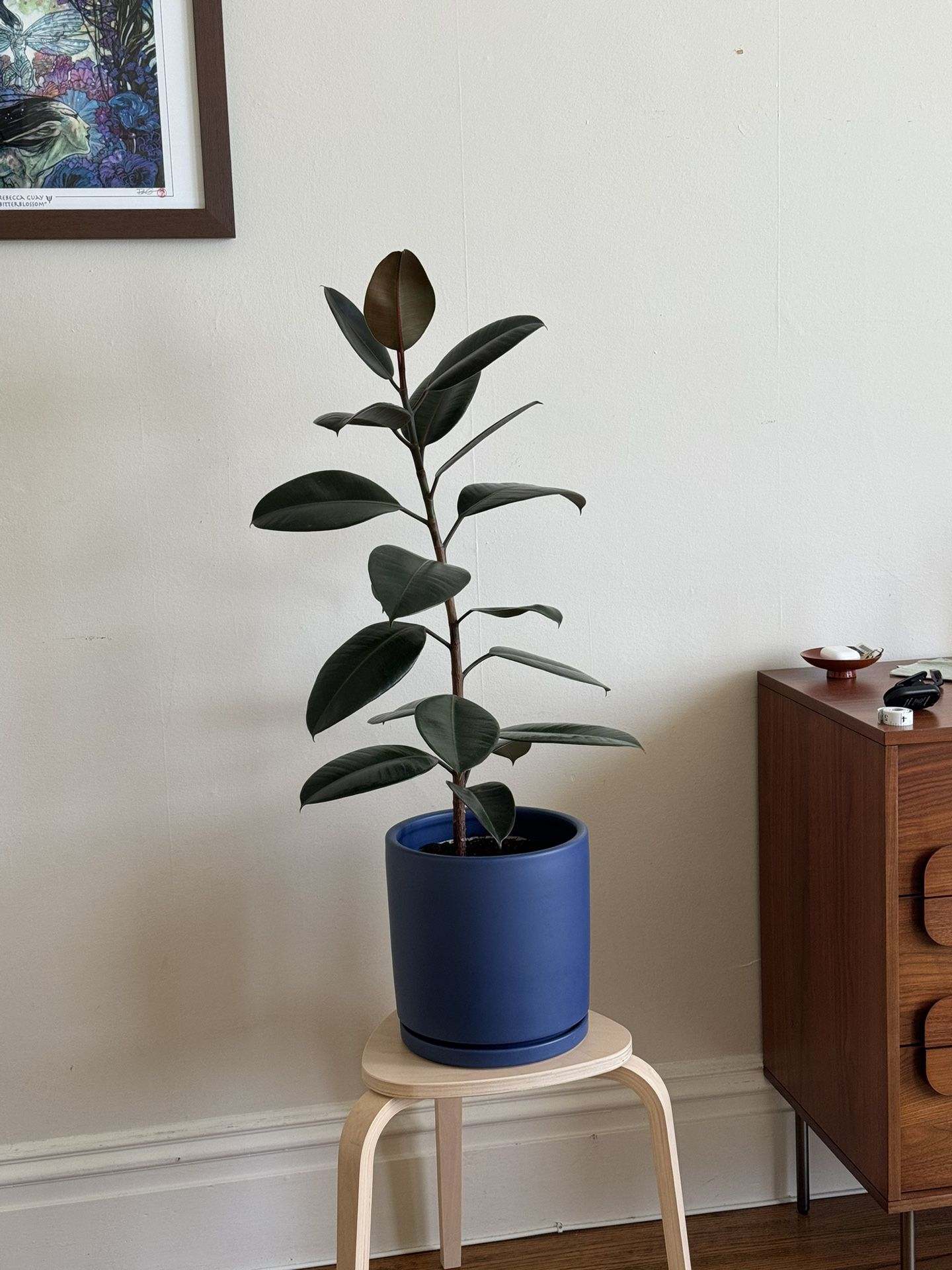 Rubber Plant / Ficus Elastica ‘Burgundy’ 40” with Periwinkle Blue Pot