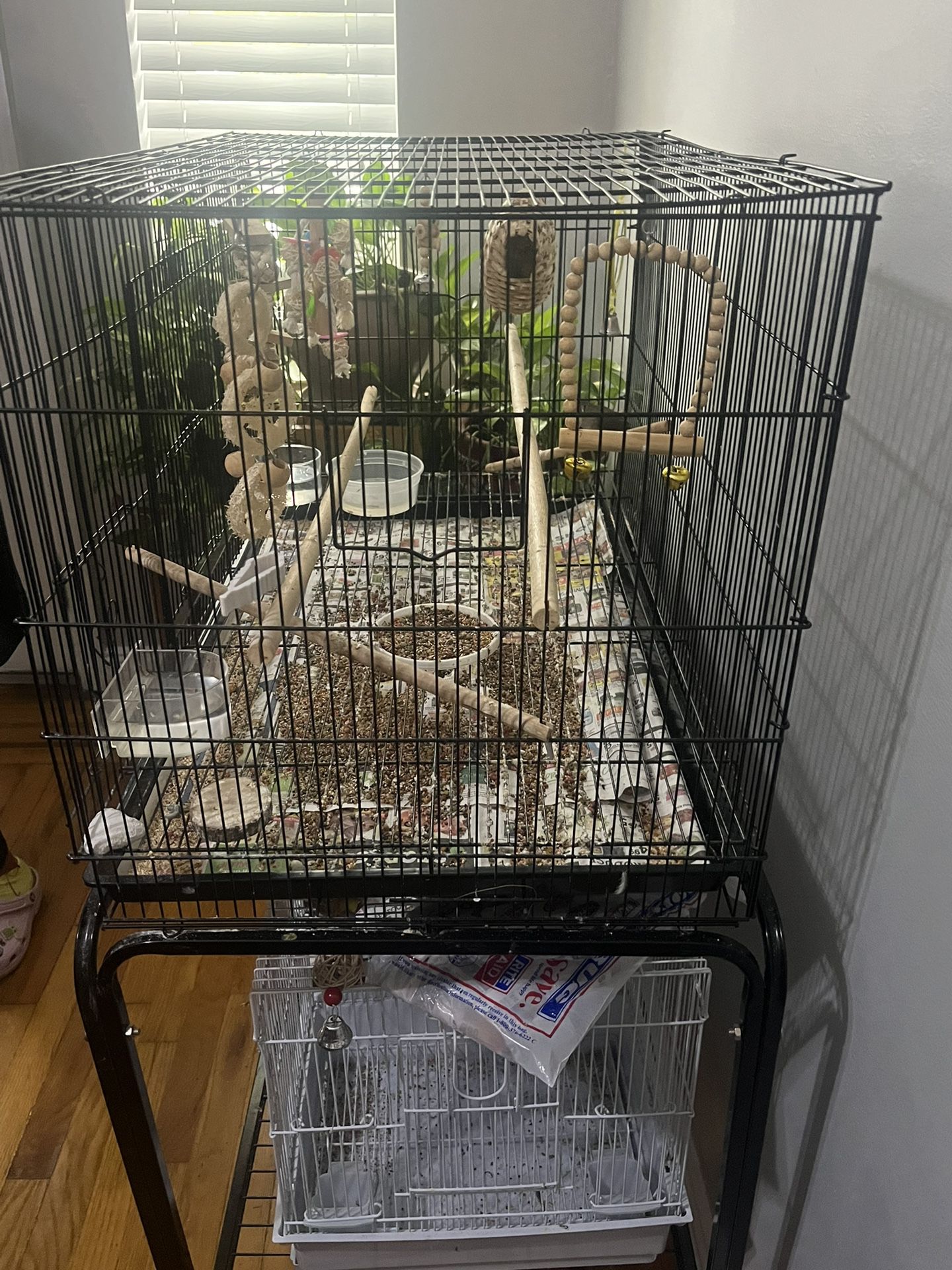 Zebra Finch With Cage and ALL ACCESSORIES