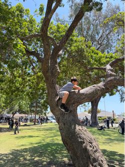 He In A Tree