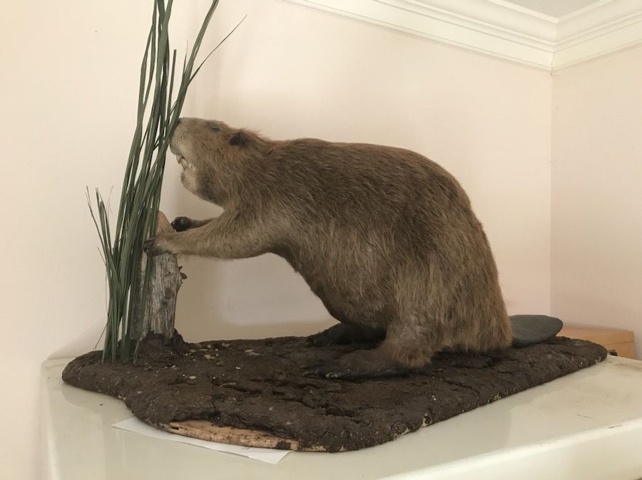 Beaver Mount Taxidermy
