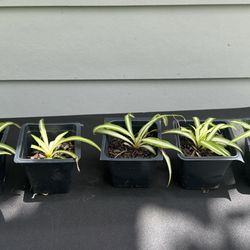 Spider Plants- Price For Each 