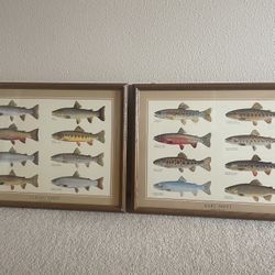 Pair Of Framed Trout Pictures