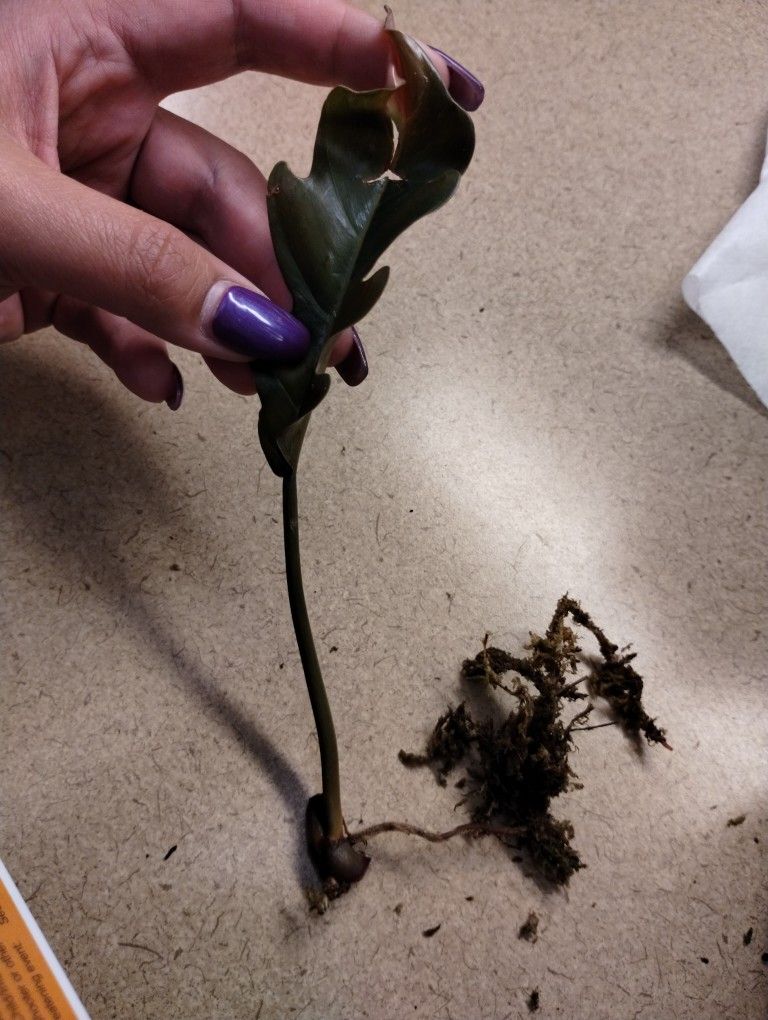 Caramel Marble Philodendron Cuttings Top And Mid